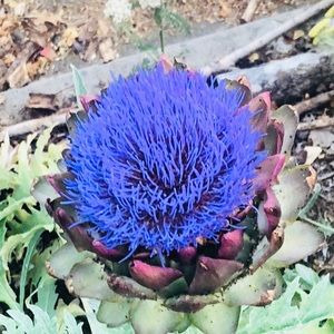 Meet your Posher, Rose